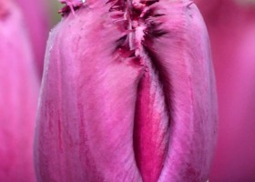 Tulipa Gorilla ® (4)